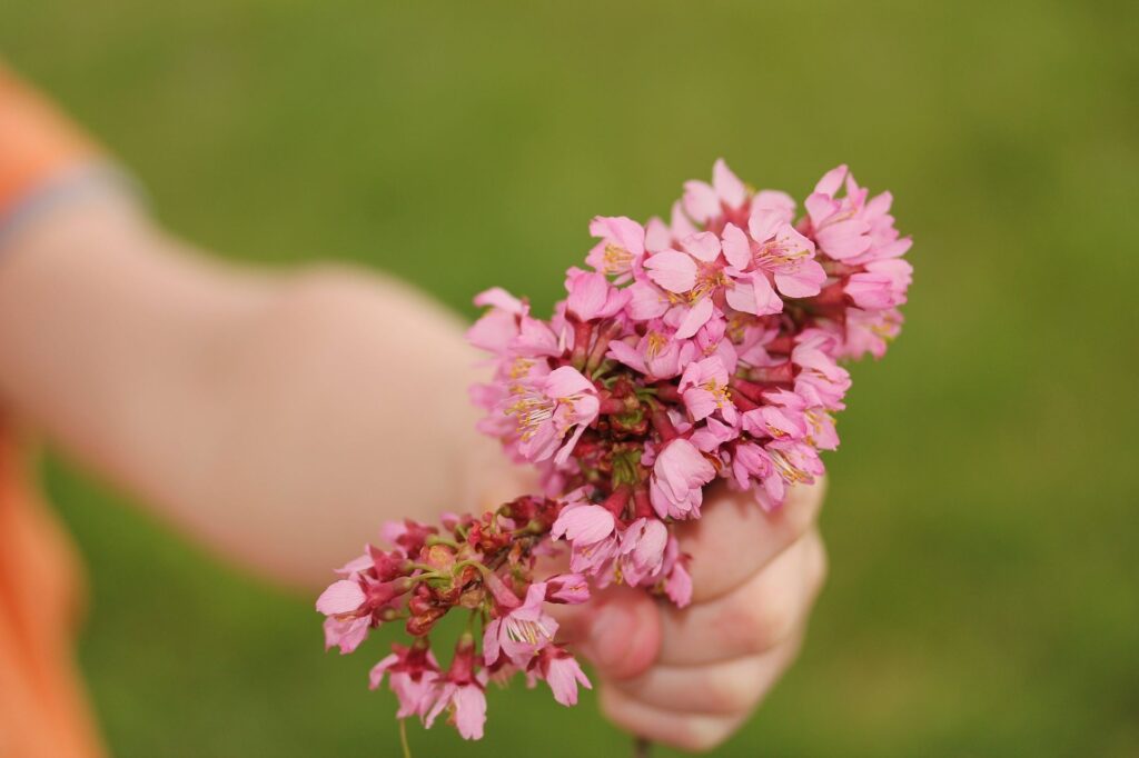 primavera